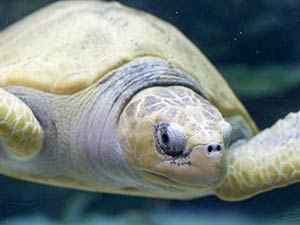 Морская черепаха