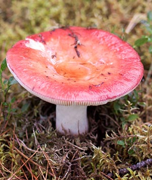 Грибки разных размеров